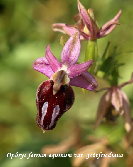 Orchidee dell''Epiro e del Peloponneso